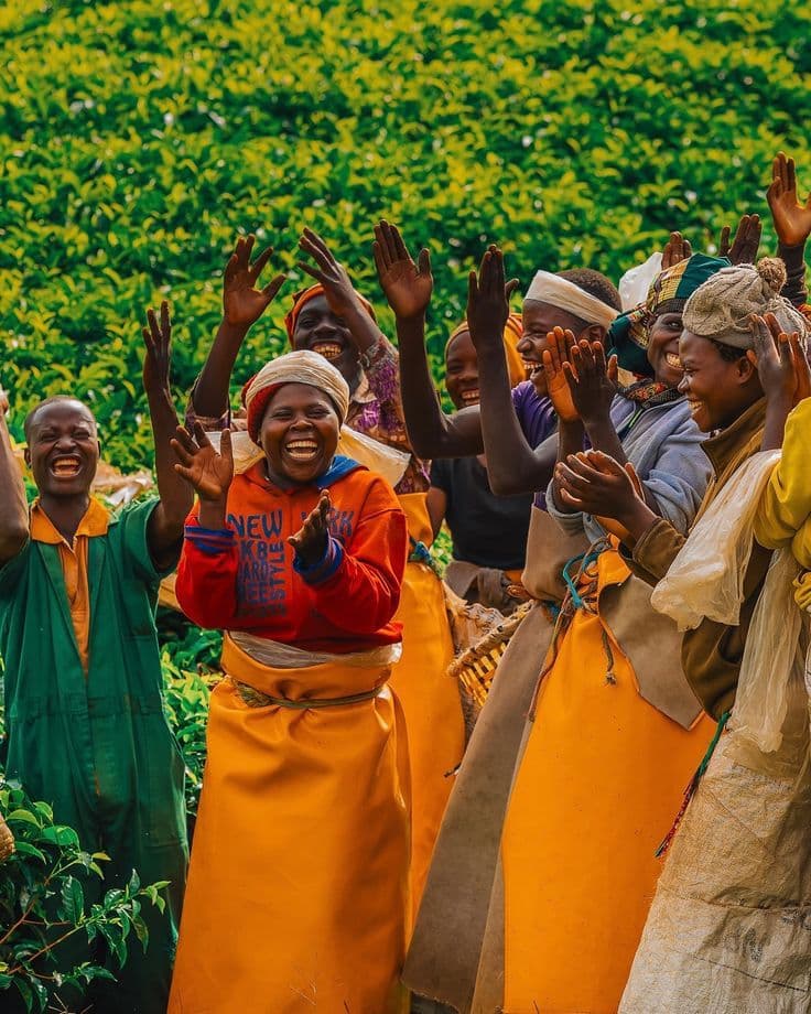 Group of joyful tea plantation workers laughing and cheering with their hands raised high.